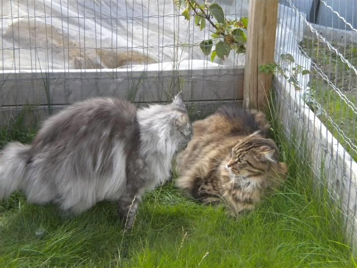 Maine Coon Sille billede 8