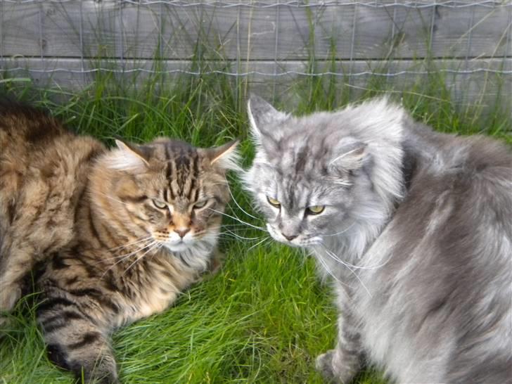 Maine Coon Sille billede 9