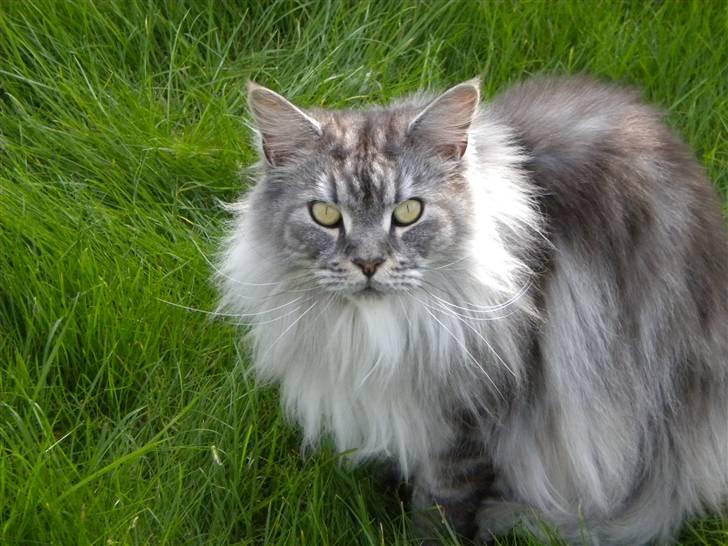 Maine Coon Sille billede 10