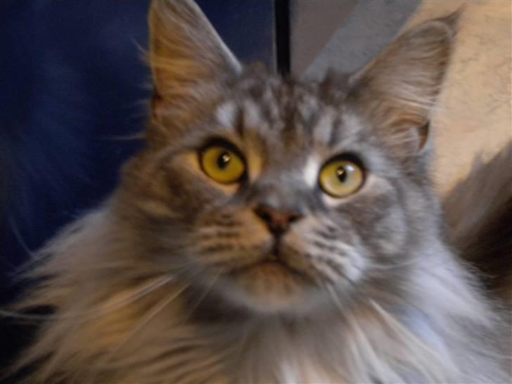 Maine Coon Sille billede 11