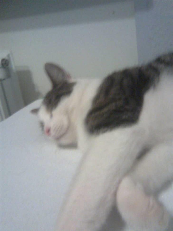 Huskat Samson - Sshhhhhhh............ Han sover. billede 2