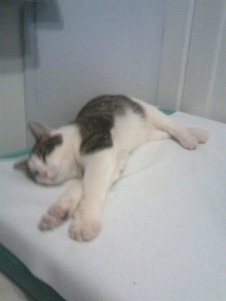 Huskat Samson - Magelige Samson. billede 3