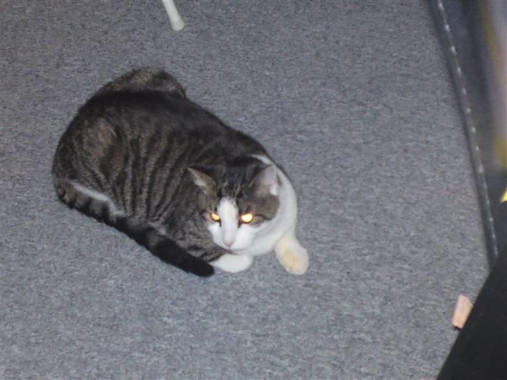 Huskat Samson - Dengang han var smal, nu er han desværre breddere :-( billede 4