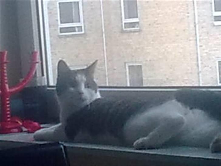 Huskat Samson - Han elsker at ligge i vindueskarmen. billede 5