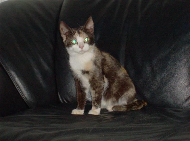 Huskat Peewii billede 1