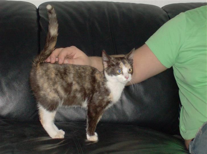 Huskat Peewii billede 2