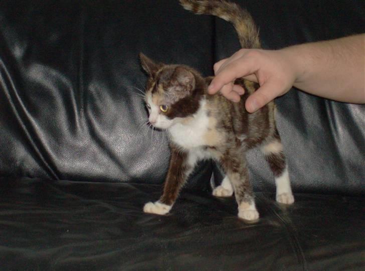 Huskat Peewii billede 3