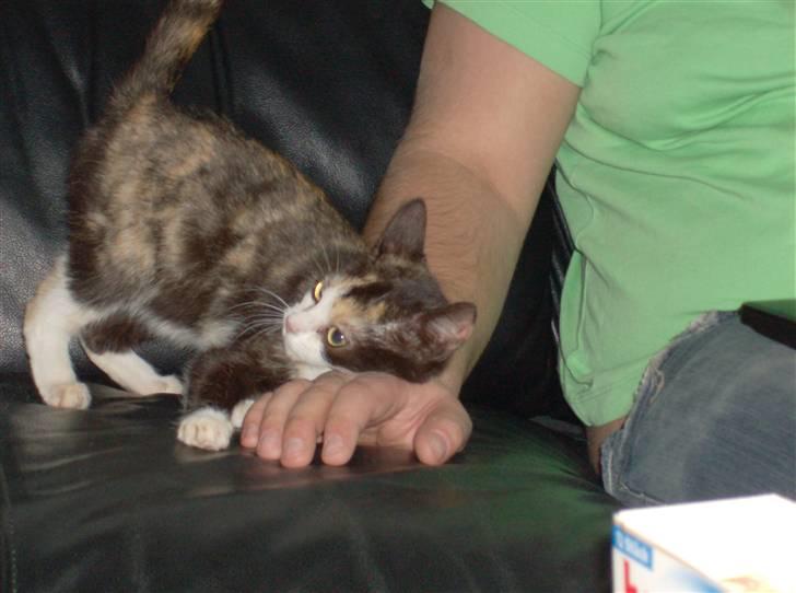 Huskat Peewii billede 4