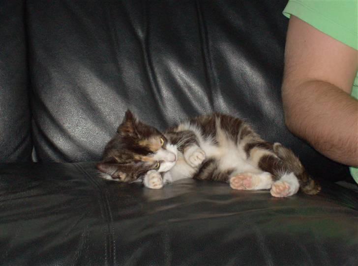 Huskat Peewii billede 5