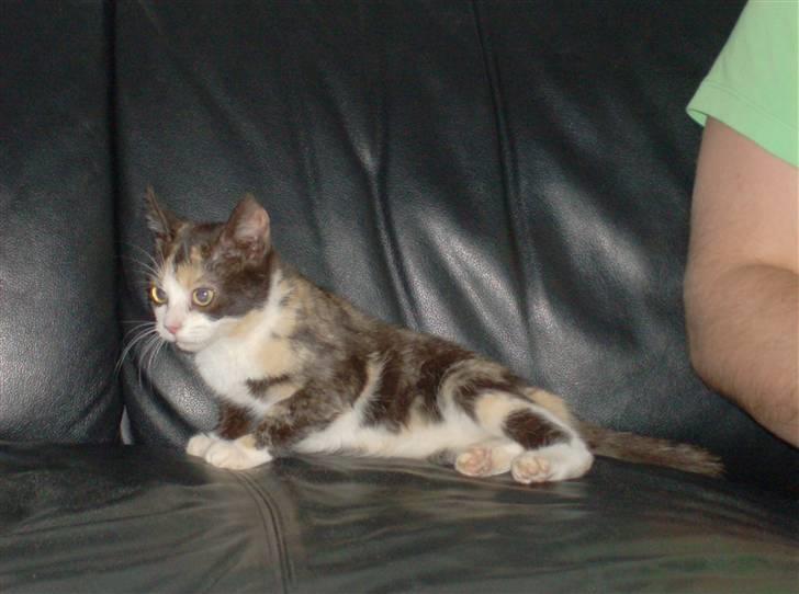 Huskat Peewii billede 6