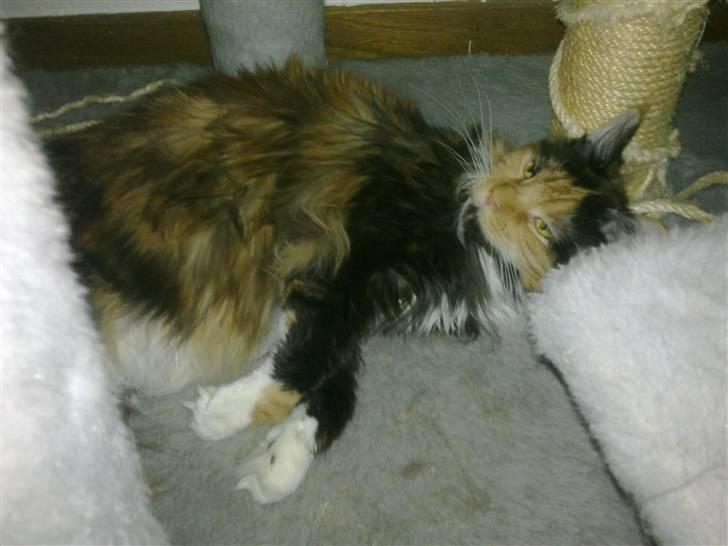 Maine Coon Destiny - Jeg slapper altså lige af mor billede 14