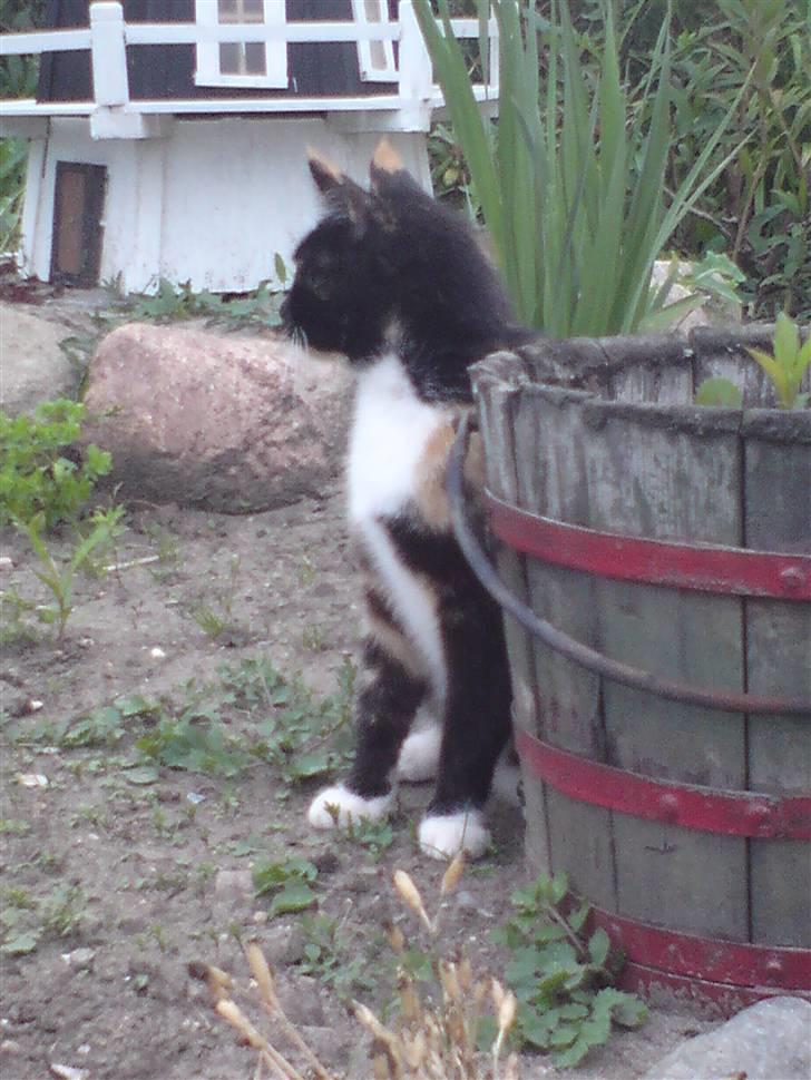 Huskat RONJA 'RØVERDATTER' - - ´Sidefoto ! billede 5