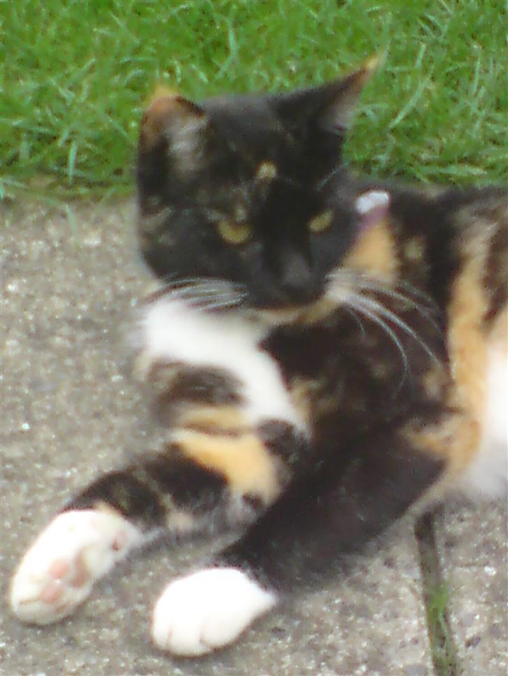 Huskat RONJA 'RØVERDATTER' - - Er jeg ikke bare skøn? . billede 6