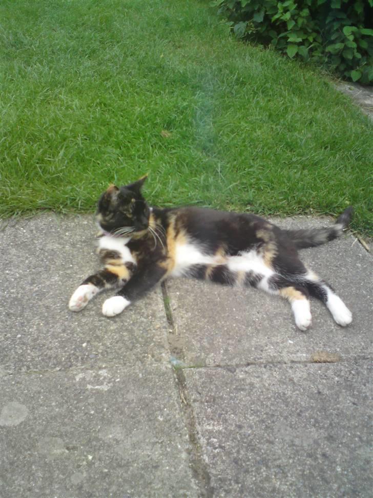 Huskat RONJA 'RØVERDATTER' - - Så lang er jeg :} billede 7