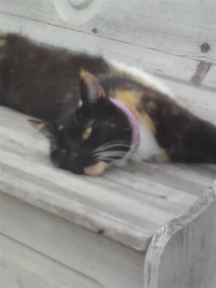 Huskat RONJA 'RØVERDATTER' - Banditten Ronja ;D ! billede 8