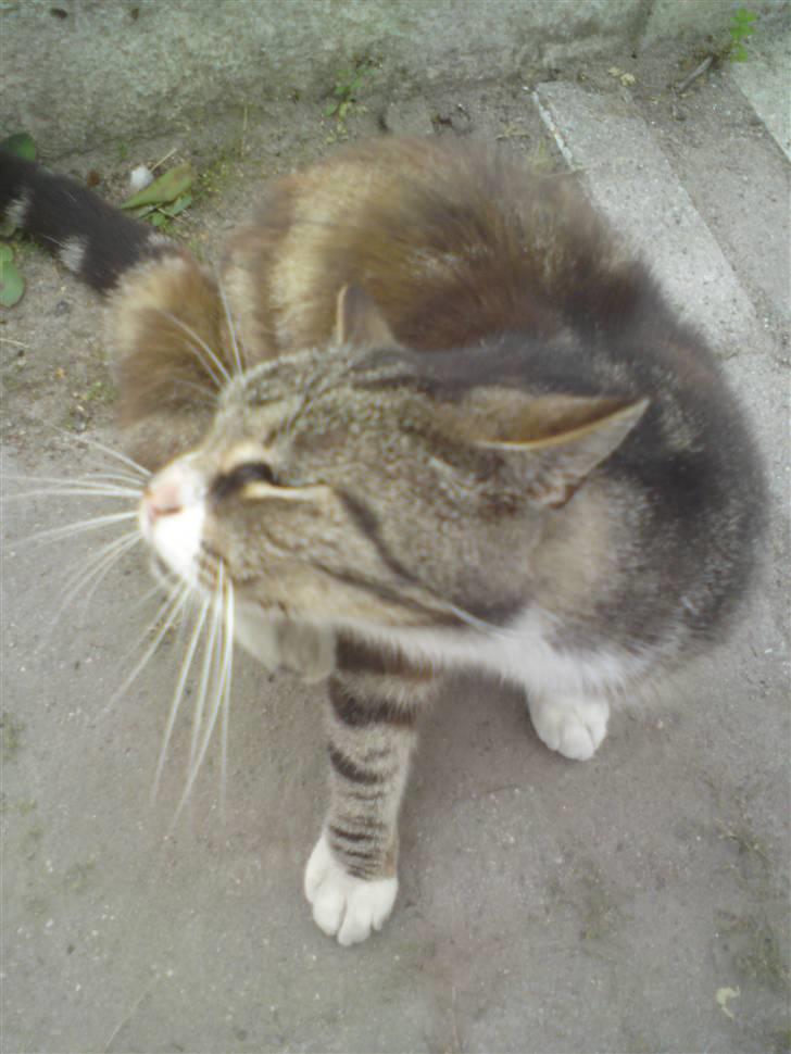 Huskat OLIVER 'GULLE' - - Klø.kradse, mere klø. (min eksem) :/ . billede 16