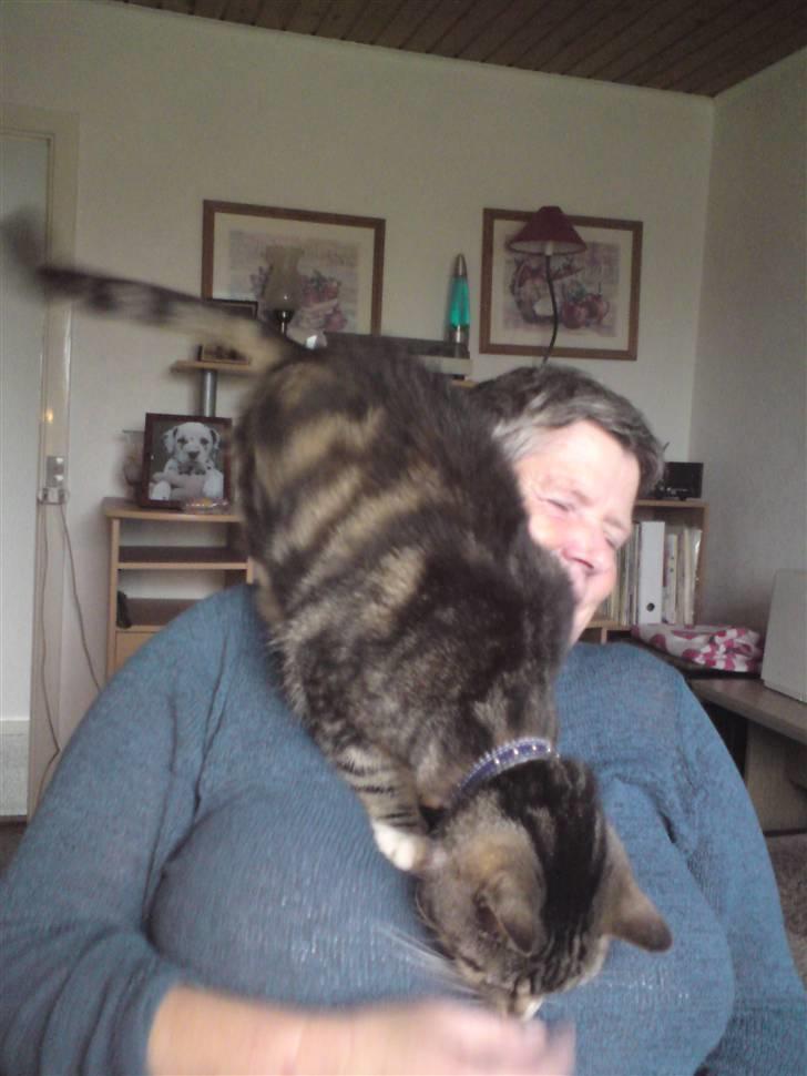 Huskat OLIVER 'GULLE' - - Kærlighed/skørhed imellem madmor og jeg! (I like) billede 17