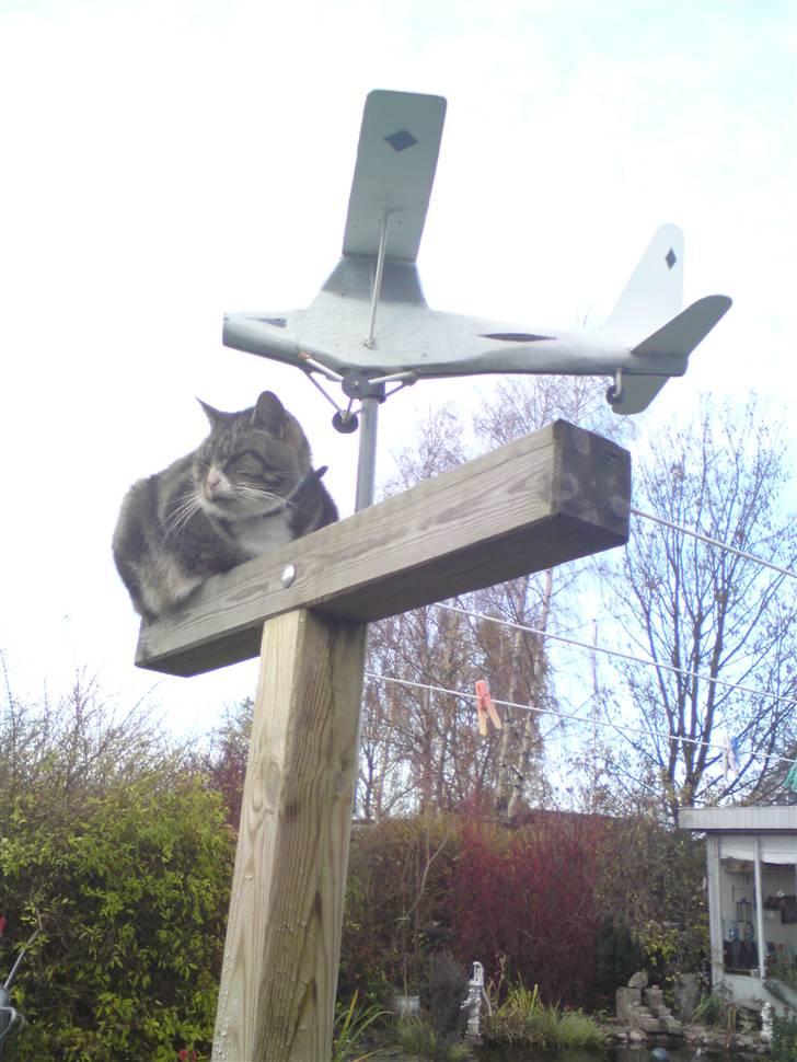 Huskat OLIVER 'GULLE' - Overvågning at min egendom! ´Tak for besøget! (: billede 18