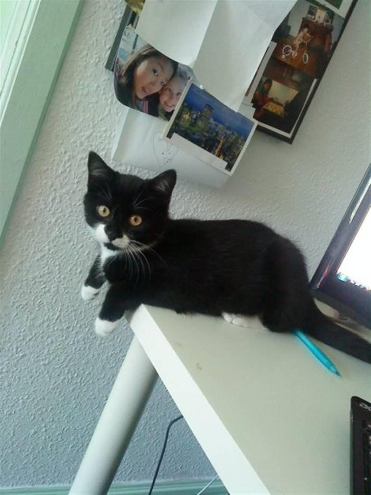 Huskat Sylvester (Pølle) - SYLLE´ billede 15