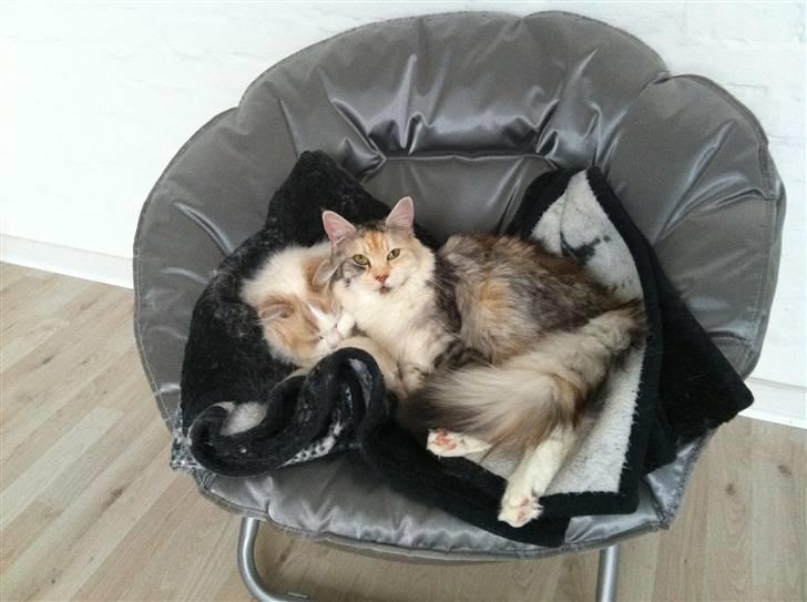 Maine Coon Tøsen billede 10