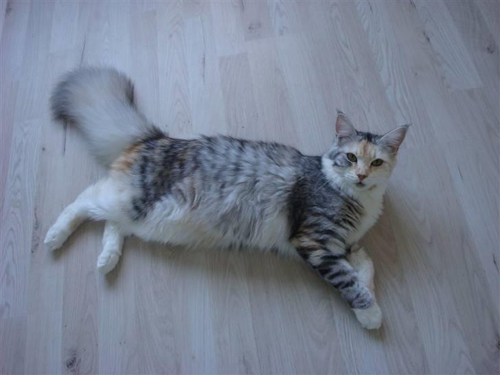 Maine Coon Tøsen billede 11