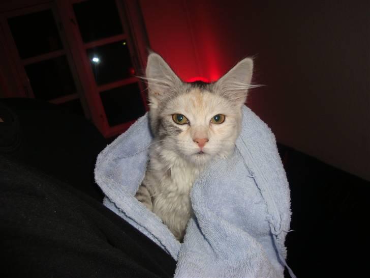 Maine Coon Tøsen - Så skal hun tøres, efter hun har badet billede 12