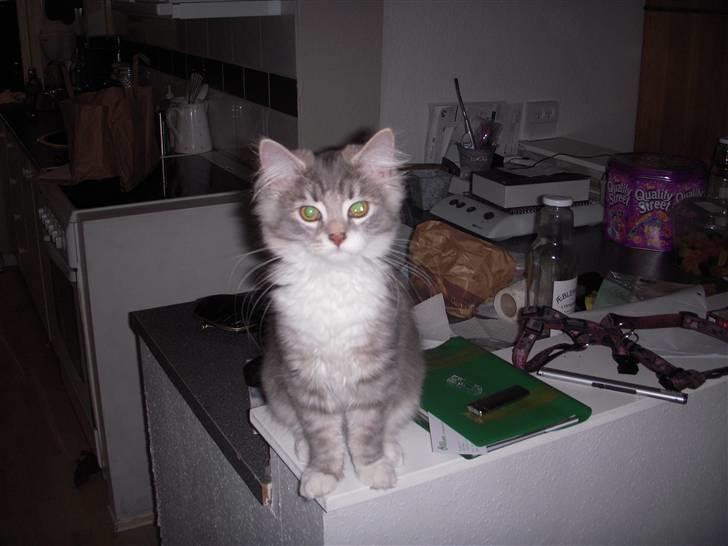 Blanding af racer Fie billede 6