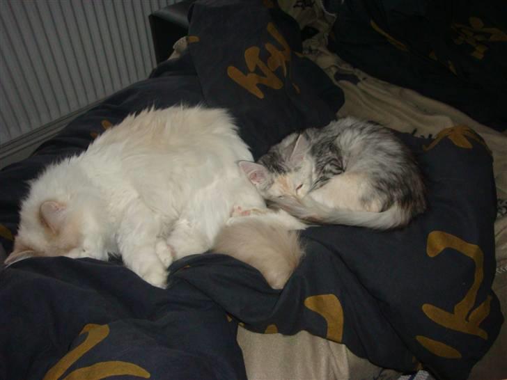 Maine Coon Tøsen billede 13