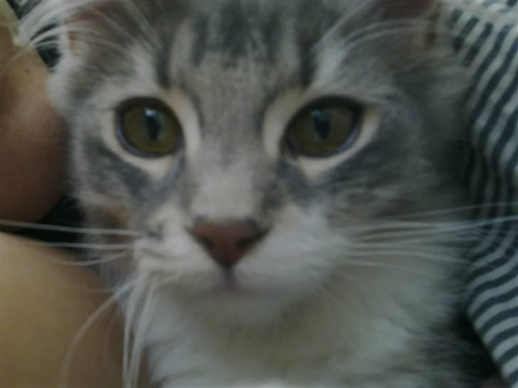 Blanding af racer Fie - Smukke Fie.. billede 7