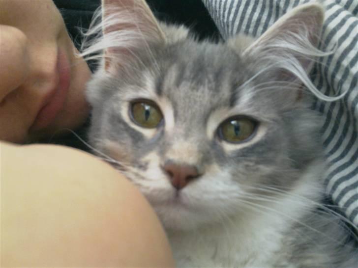 Blanding af racer Fie billede 8