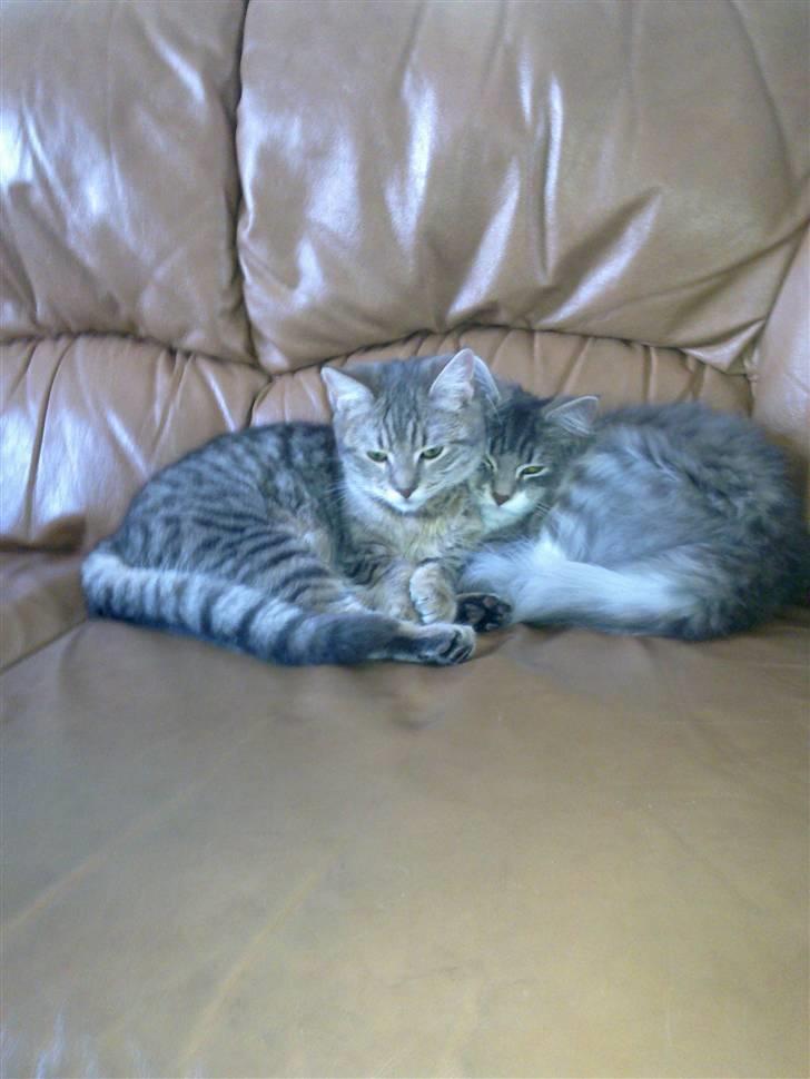 Blanding af racer Fie - Fie og Freja der hygger :-) billede 9