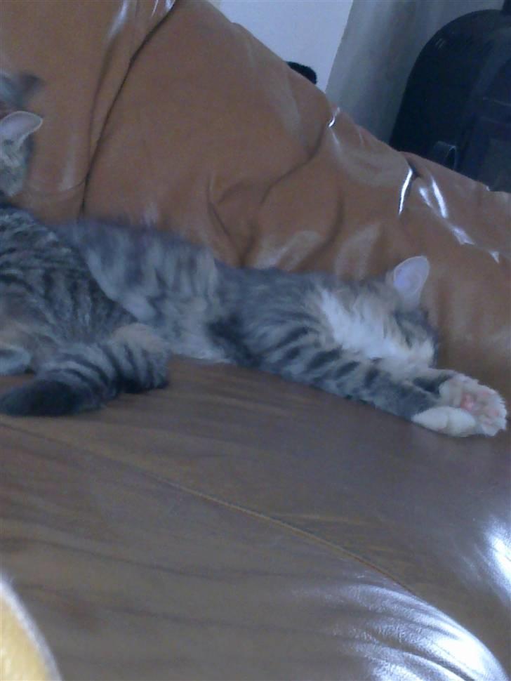 Blanding af racer Fie - Fie får en morfar på sofaen ;) billede 10