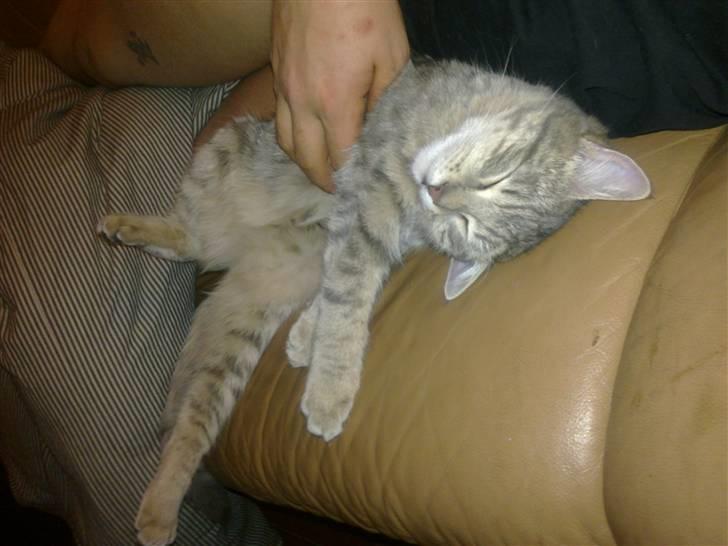 Blanding af racer Freja billede 8