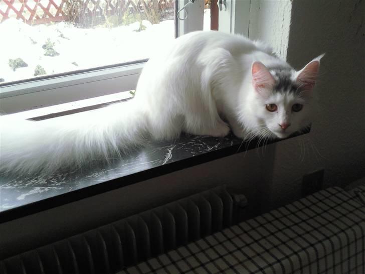 Maine Coon Winnie billede 1