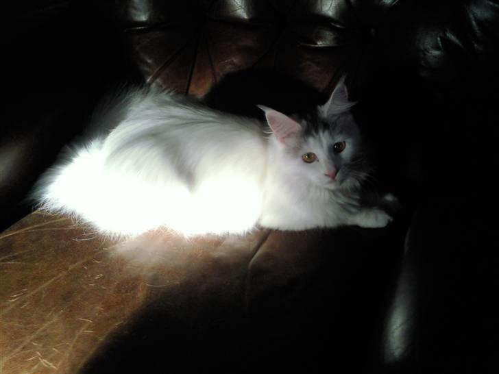 Maine Coon Winnie billede 2