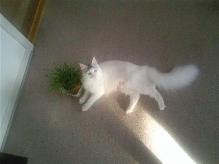 Maine Coon Winnie billede 3