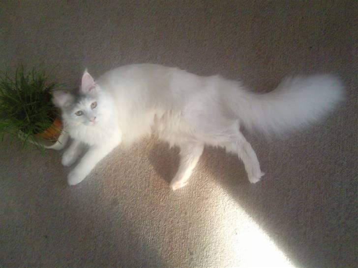 Maine Coon Winnie billede 4