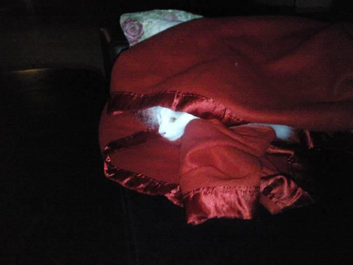 Maine Coon Winnie billede 5