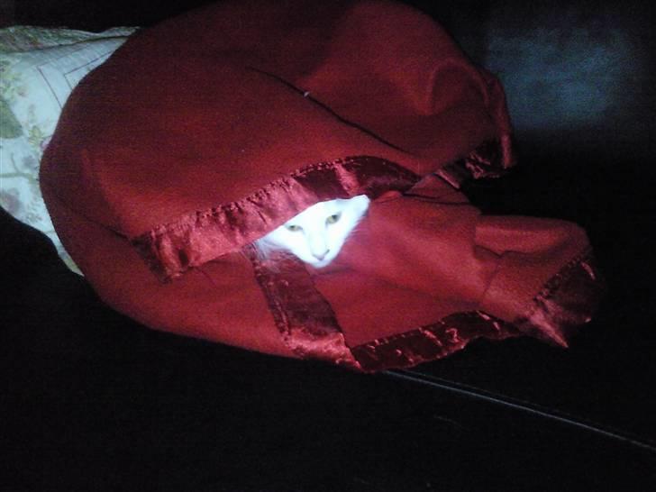 Maine Coon Winnie billede 6