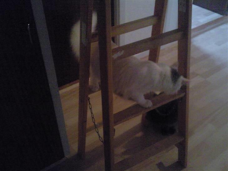 Maine Coon Winnie billede 7