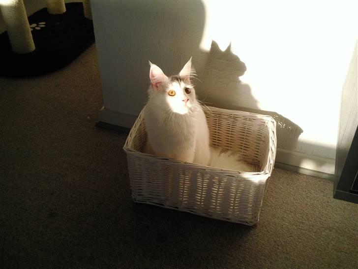 Maine Coon Winnie billede 8