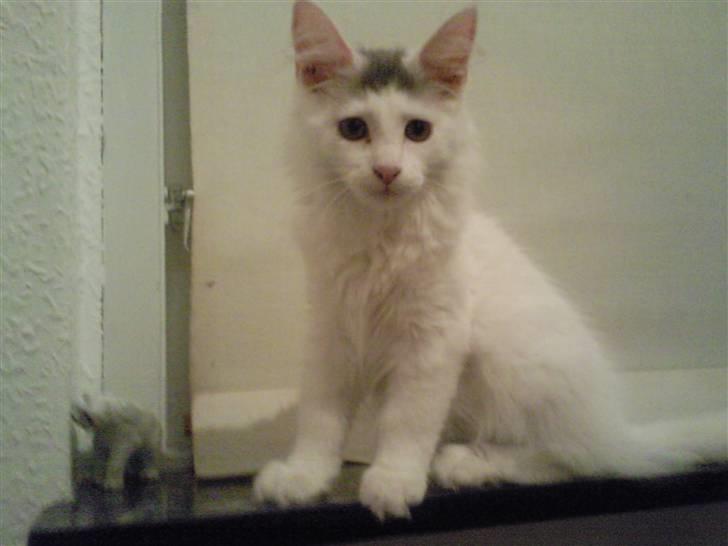 Maine Coon Winnie billede 9