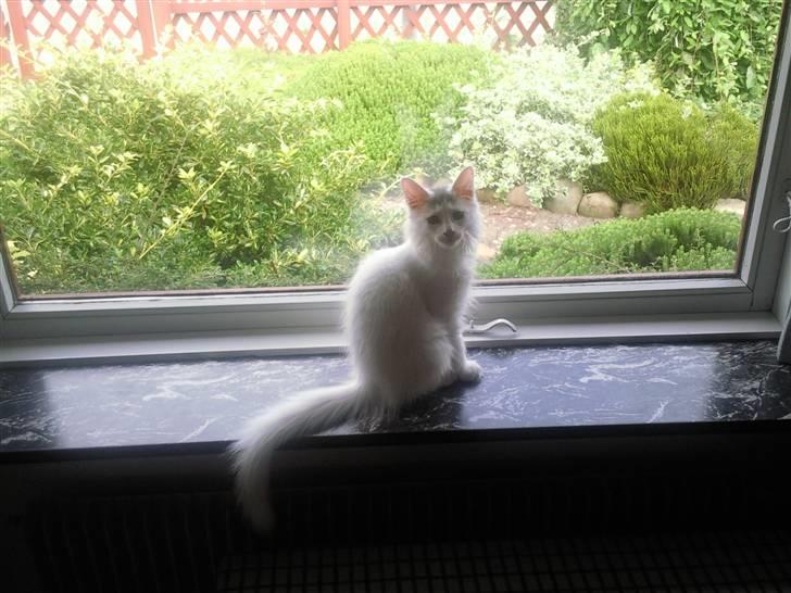 Maine Coon Winnie billede 10