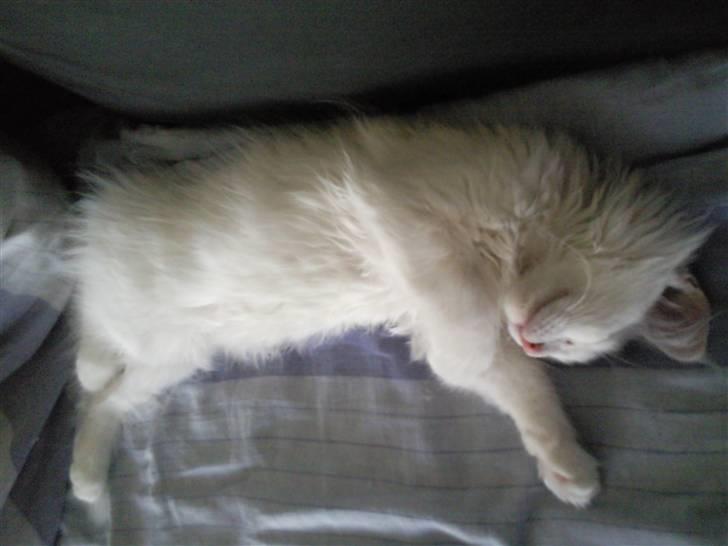 Maine Coon Winnie billede 11