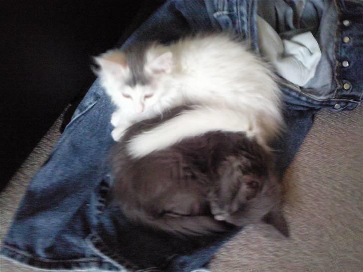 Maine Coon Winnie billede 12