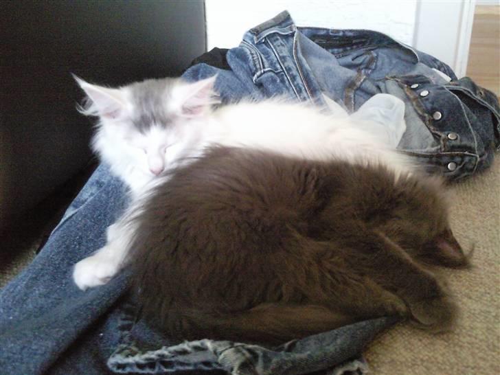 Maine Coon Winnie billede 13