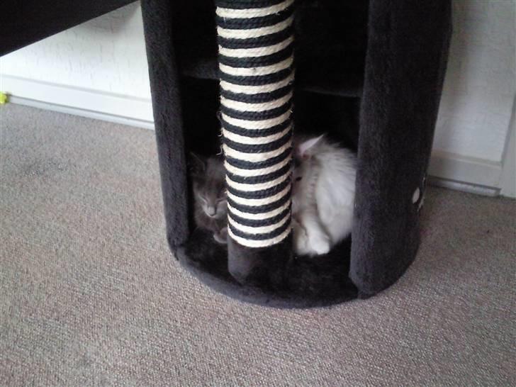 Maine Coon Winnie billede 14