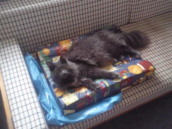 Maine Coon Casper billede 1