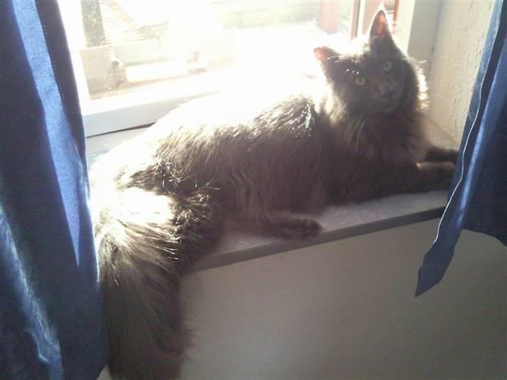 Maine Coon Casper billede 2