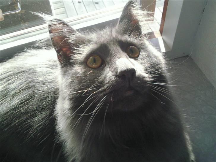 Maine Coon Casper billede 3